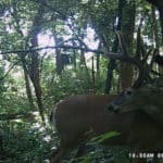 Nice velvet whitetail.