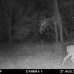 Nice buck with a split g2