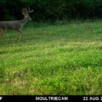 Heavy framed whitetail buck.