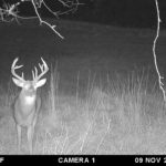 Double browtine buck on trail camera.