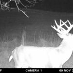 Whitetail buck checking a scrape.