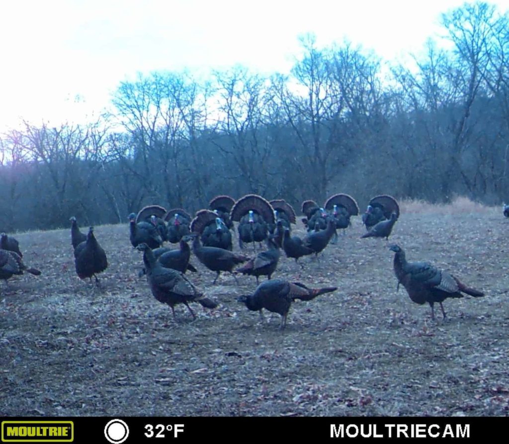Turkey Hunting In Illinois Hunting Lodge For Wild Turkey Hunting Trips