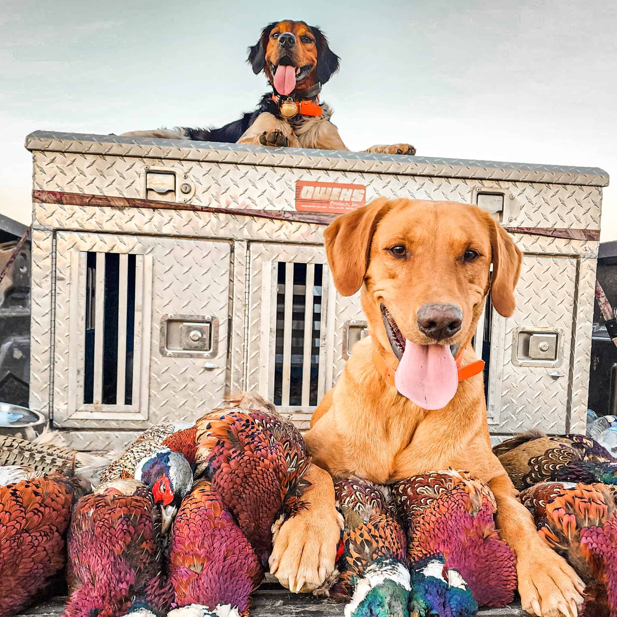 Five Pheasant Hunting Tips For Beginners