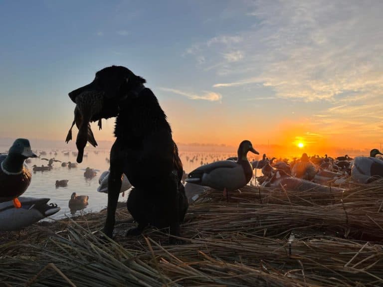 illinois-waterfowl-hunting-guided-duck-goose-hunts-heartland-lodge