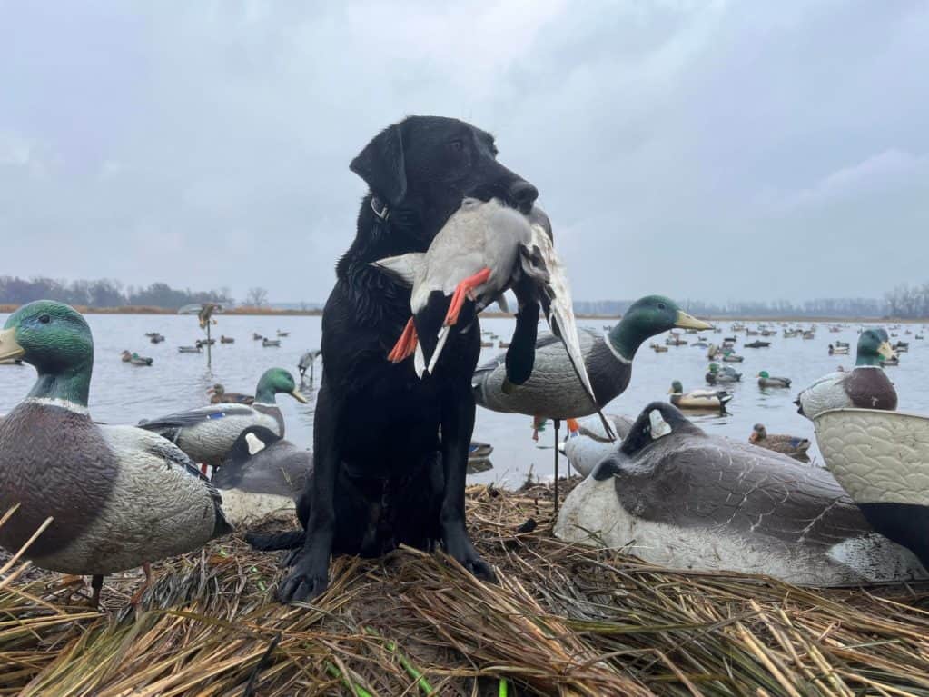 Opening Weekend of Duck Season! Few Spots Remaining! Heartland Lodge