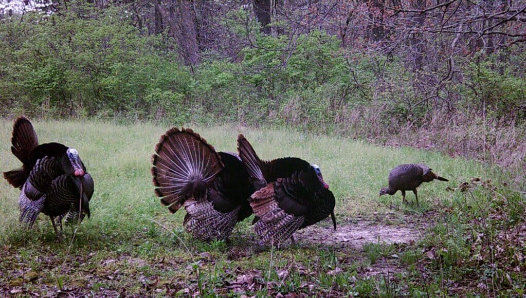 Turkey Hunting In Illinois Hunting Lodge For Wild Turkey Hunting Trips