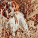 Quail and pheasant hunting in Illinois