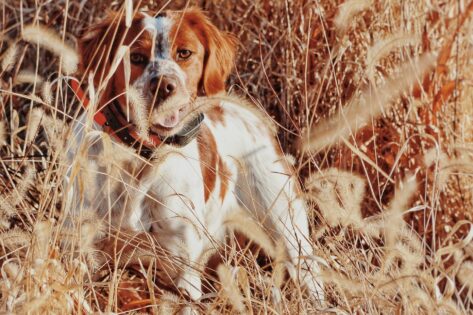 Quail and pheasant hunting in Illinois