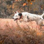 Bird dog jumping over a fence chasing down pheasants