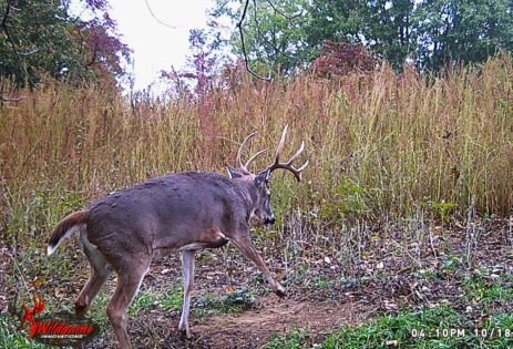 Do Old Whitetail Does Go “Dry?”