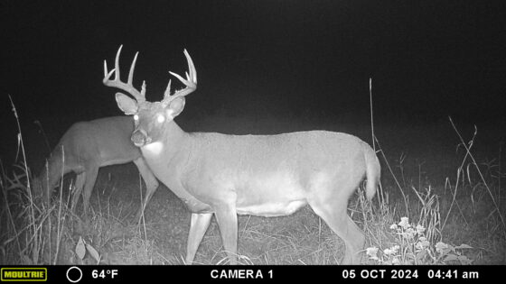 Nice buck on trail camera in Pike County, IL