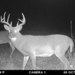 Nice buck on trail camera in Pike County, IL