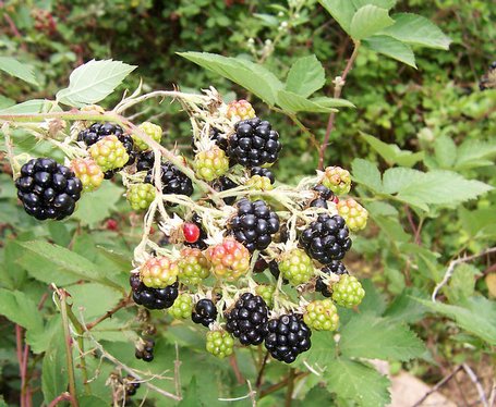 Wild Berry Picking At Heartland Lodge! | Heartland Lodge